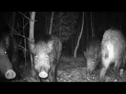 Į jaunuolyną užsuko šernai / Wild boars in the young forest