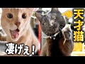 天才過ぎる猫