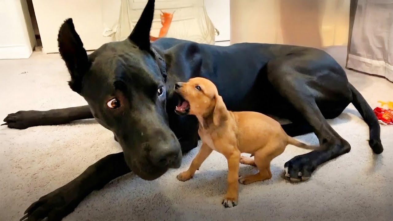 Когда щенки командуют большими собаками 🤣 Самые смешные видео с собаками в истории