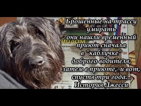 Брошенные на трассу умирать они нашли приют в «каблучке» водителя,затем в приюте, а спустя 3 года…