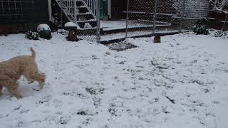 Wheaten Terrier Pups playing in the snow by Doug Brown 246 views 3 years ago 1 minute, 53 seconds