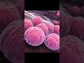 Хламидиозы , частная микробиология