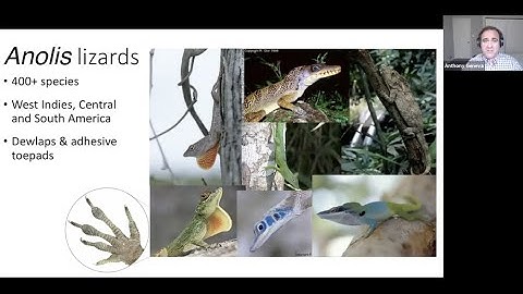 Enabling Anolis lizard evolutionary genomics with high quality de novo genomes, Dr. Anthony Geneva