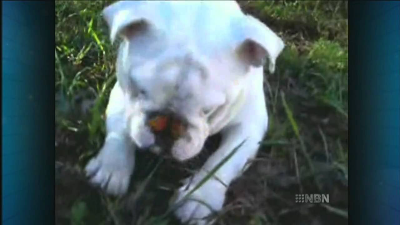 Bulldog with Buttefly