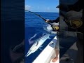 Marlin Goes Wild! #fishing #videofishing #fishboat #fish #fypシ゚viral