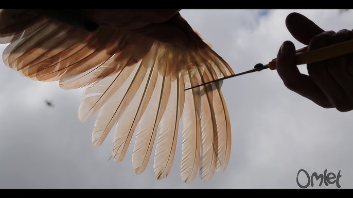 Turkey Wing Feathers