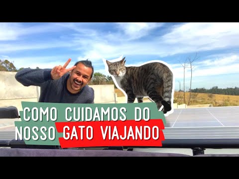 Vídeo: Viajando com gatos em RV ou carro