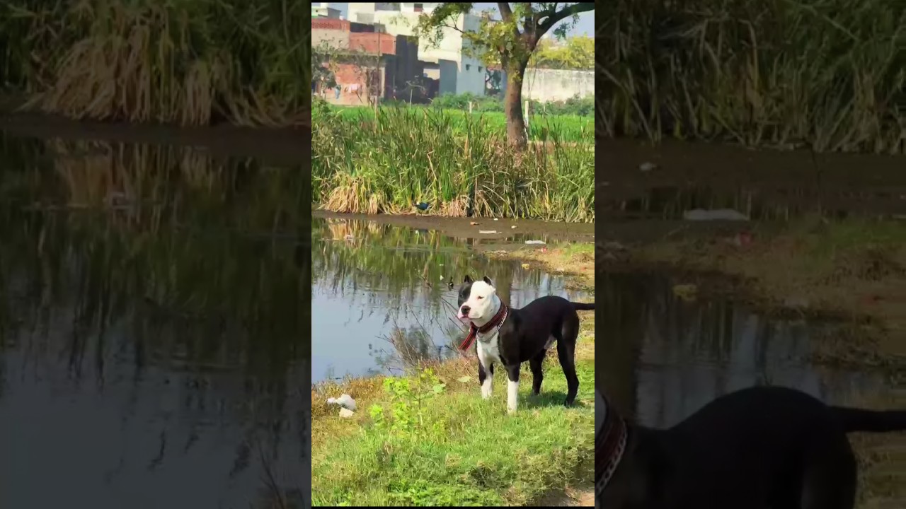 BULL DOG NEW EDIT FOR THIS VIDEO #bulldog #dogedit #viraledit #shorts #capcutedit