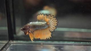 Juvenile Orange Copper Crowntail Plakat Ctpk Male Betta Fish