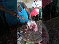 Uncle Fredy's sharp machete art of cleaning tuna fish scales #fishcutting #fypシ゚viral #tuna #talon