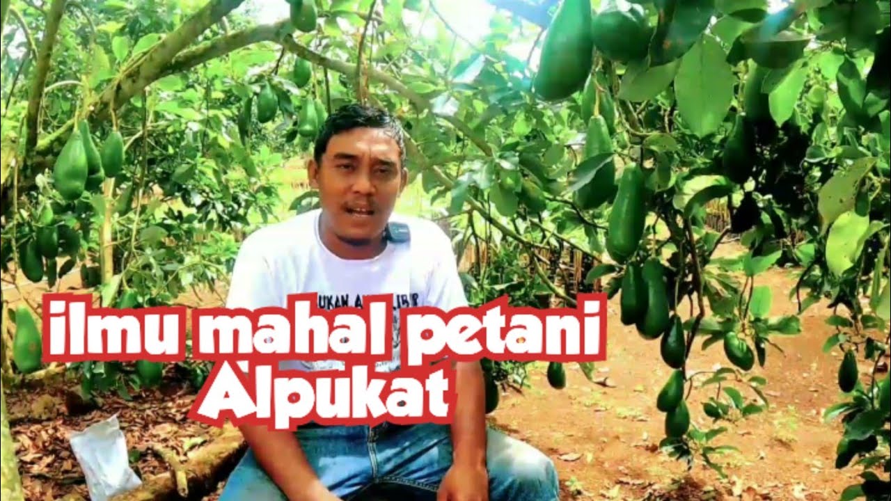 Ilmu mahal petani Alpukat