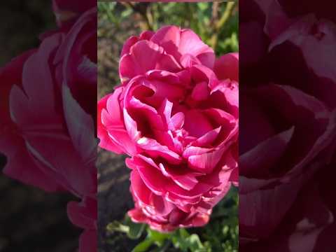 Майже весна #nature #flowers #honey #diy