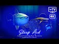 【あつ森BGM】静かな夜の水族館 - リビングを水族館に🫧|睡眠導入・環境音・リラックス音楽・4K映像🪼