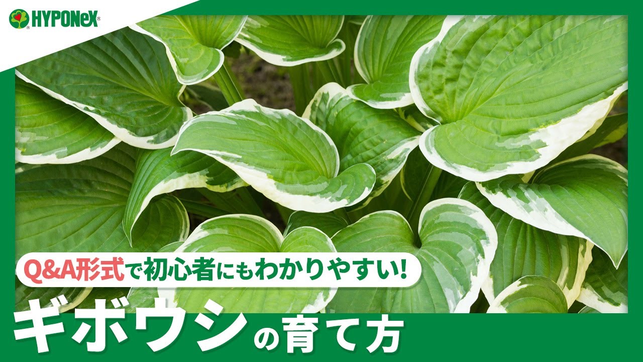 ☘174: How to Grow Hostas | How to Overwinter Them? Also Learn How