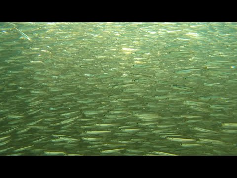 Epic Paddle Inside a Baitball Feeding Frenzy! Tarpon, Stingrays & Seabirds Hunting in South Beach!