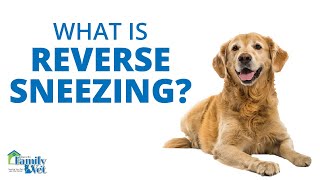 What is Reverse Sneezing?