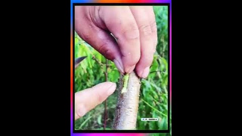 Ghép cây ăn quả vào mùa thu # công nghệ ghép cành # ghép cành # hướng dẫn ghép cành