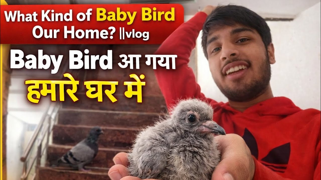 What Kind of Baby Bird Our Home? ||vlog