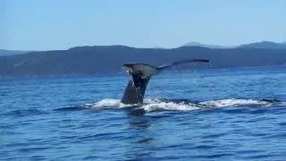 A humpback whale around Victoria, Canada