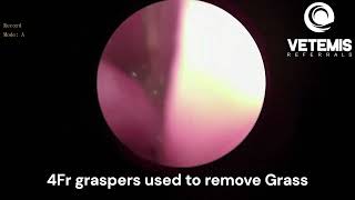 Rhinoscopy - Dog sneezing caused by Nasal Grass Seed