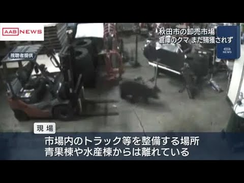 23日も秋田市の卸売市場の倉庫にクマ居座る (2025/12/23 13:57) - YouTube