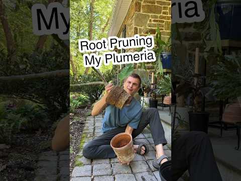 Video: Root Pruning - Trimmen der Wurzeln von wurzelgebundenen Pflanzen