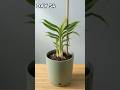 Growing Ginger: 80 Days in 90 Seconds — Rhizome to Harvest