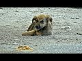 Hope For Dogs Help Homeless Mom&#39;s and Babies Alone on the Street on Mothers Day