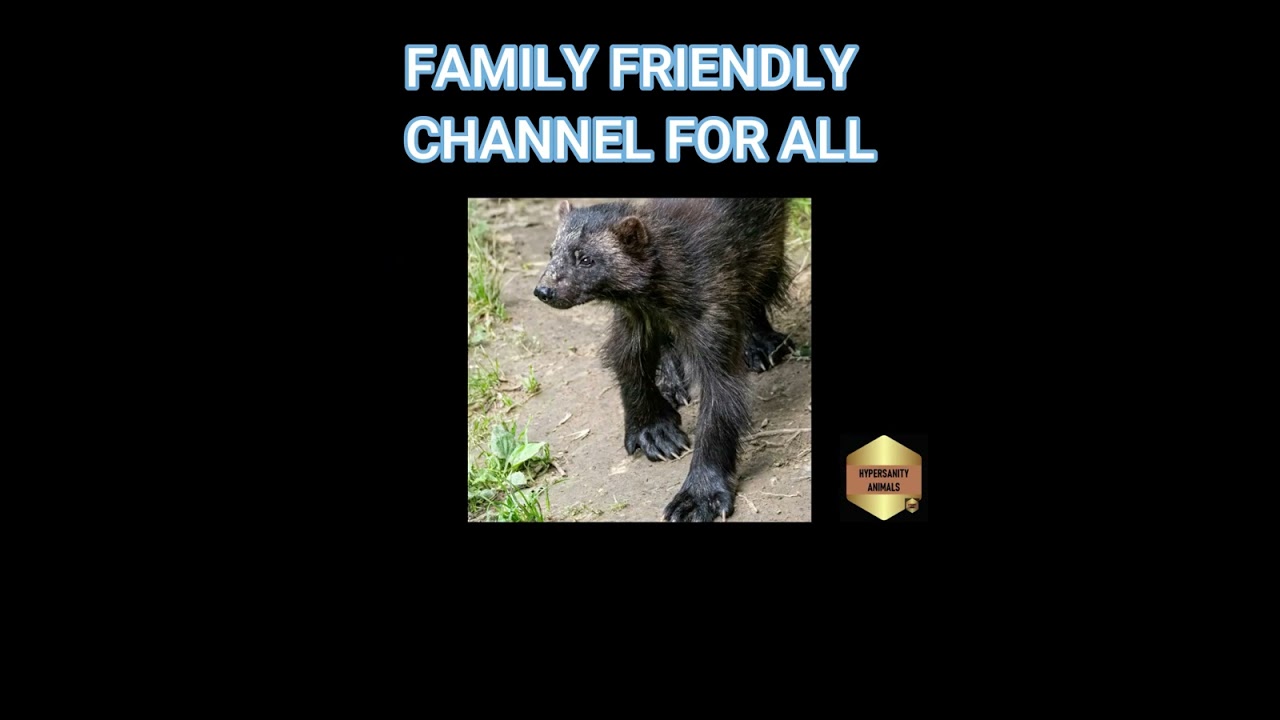 Mysterious Wolverine Habitats