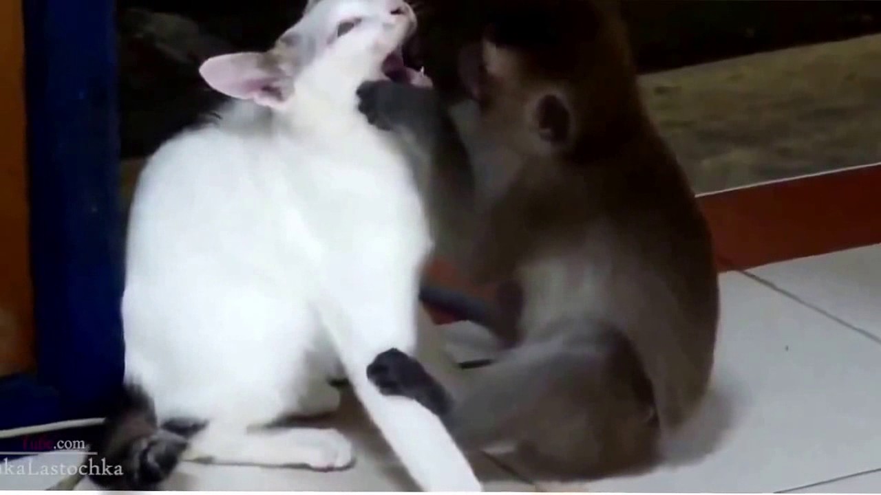Monyet Lucu Kesepian Langsung Coli YouTube