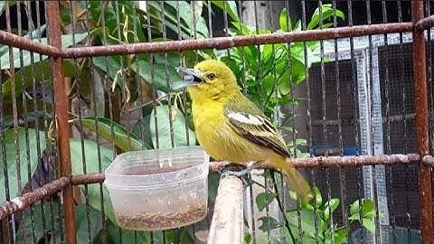 Burung sirtu gacor nada biasa tapi luar biasa