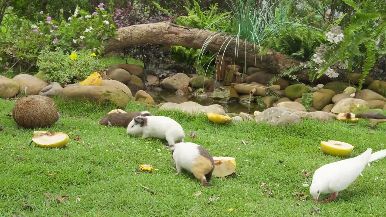 The Ultimate TV for Cats: 8 Hours of Birds, Squirrels & Mice!  