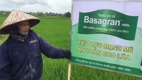 Basagran 480SL trừ cỏ lông lợn vùng Đắk Nông khi lúa 30 ngày
