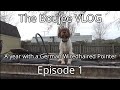 The boujee vlog episode 1 a year with a german wiredhaired pointer