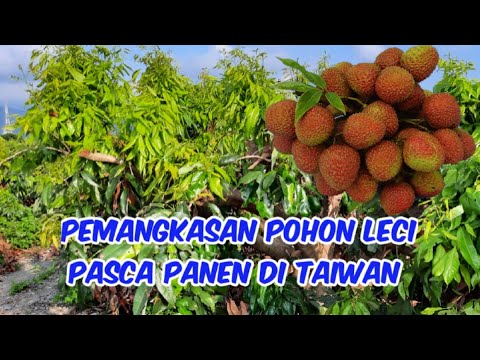 Video: Pemangkasan Pohon Leci: Bagaimana Dan Kapan Memotong Pohon Leci