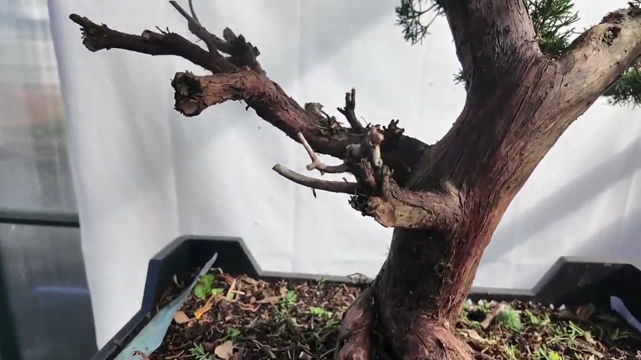 Pre-Bonsai bearbeiten: schneiden und drahten eines großen Wacholders (Juniperus chinensis)