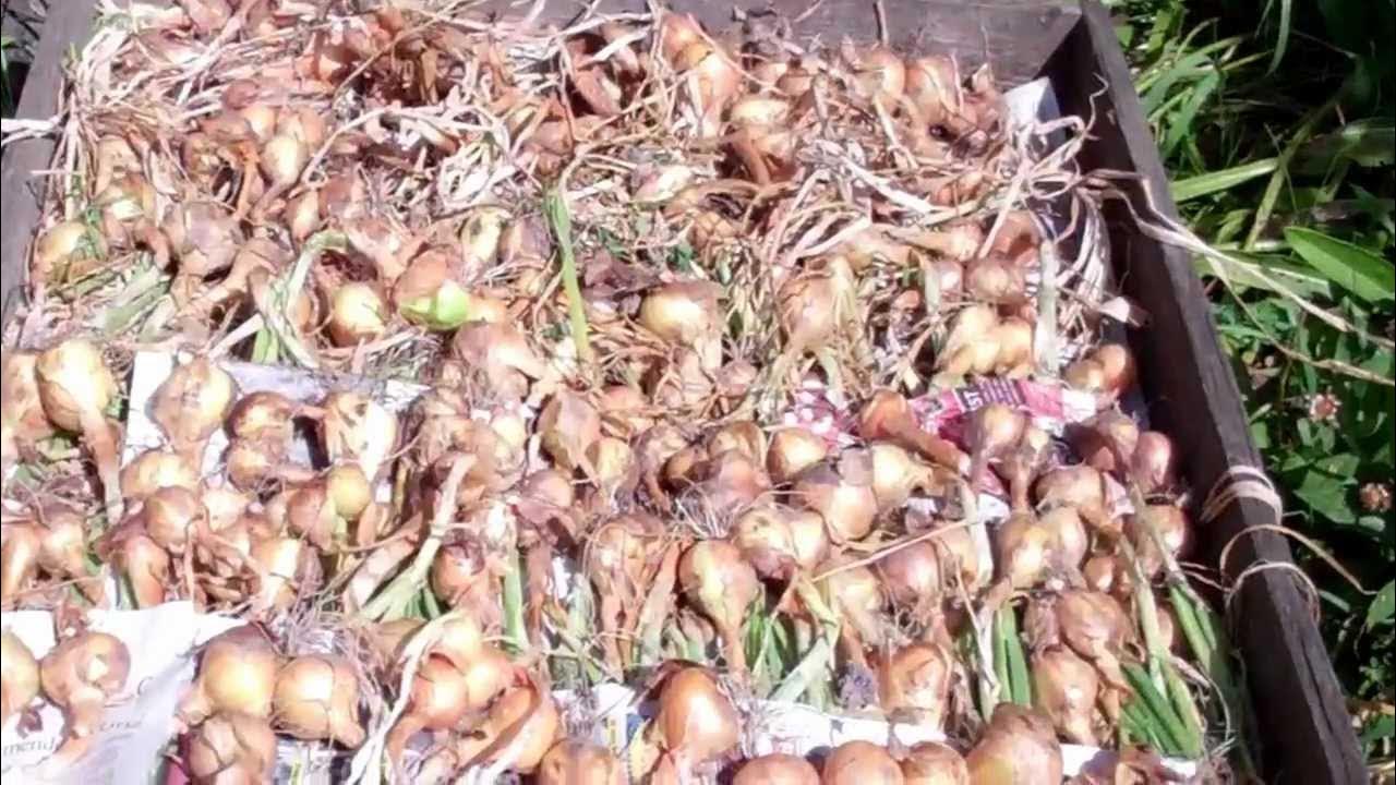 how to grow shallots YouTube