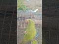 Tote ki Sundar awaaz #cute #parrot #birds