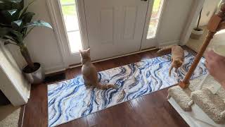 Top 5 Reasons to (or NOT to) Buy the Yamaziot 2x8 Washable Runner Rug  X8451