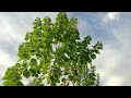 18-month-old Arctic Empress and Dragon tree (Paulownia Arctic &amp; Paulownia Fortunei)