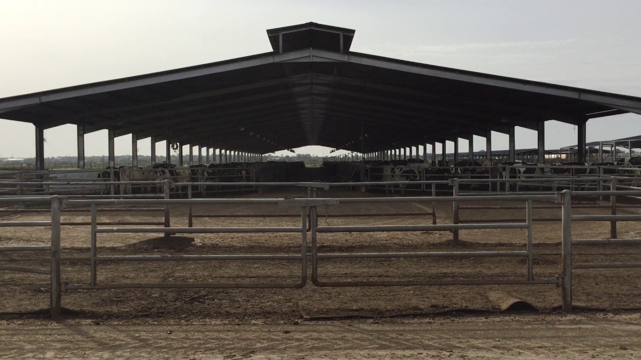 Behind the scenes on one of Morocco's largest dairy farms YouTube
