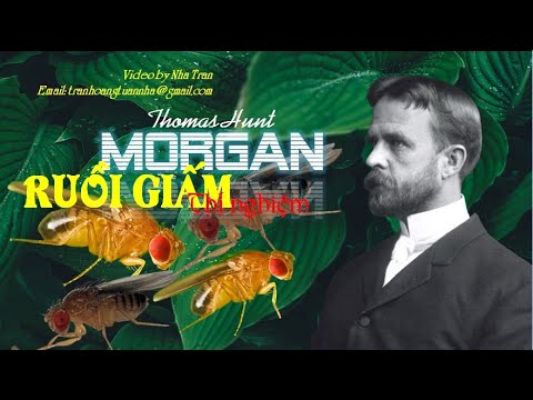 Video: Làm thế nào Thomas Hunt Morgan tìm ra nhiễm sắc thể?