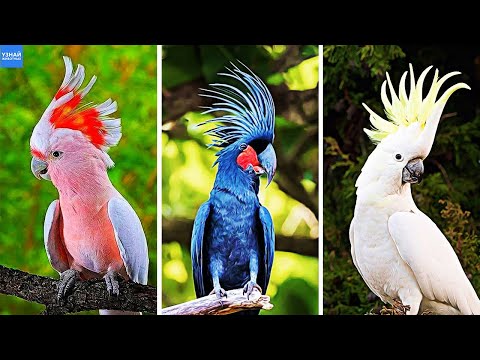 10 Most Beautiful Cockatoo Parrots in the World