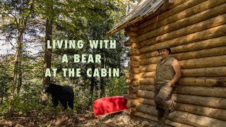 Living with a Blackbear at the off grid Cabin in the Forest and Installing Windows
