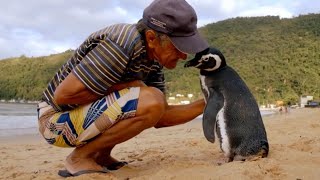 Penguin comes back every year to visit man for unexplained reason.