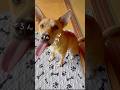 ちゅーるの余韻が長い犬　#保護犬 #ちゅーる #ぺろん