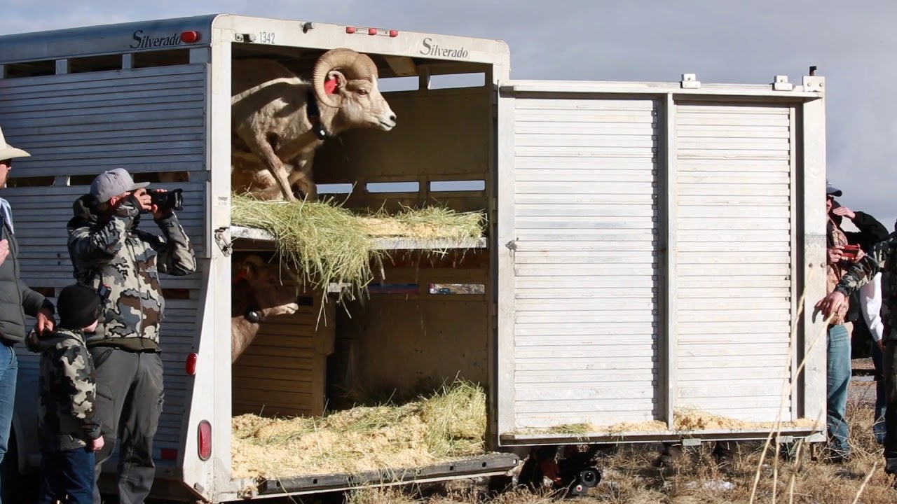 Antelope Island Bighorn Sheep Reintroduction, 2020