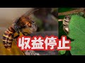 chが収益停止されてます。+オオスズメバチを捕まえてミツバチを粘着守護る