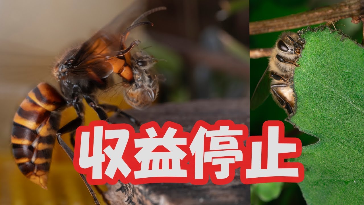 chが収益停止されてます。＋オオスズメバチを捕まえてミツバチを粘着守護る