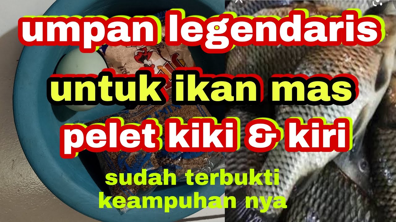UMPAN IKAN MAS LEGENDARIS PELET KIKI DAN KIRI||sudah terbukti keampuhan